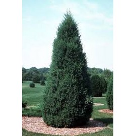 Можжевельник китайский стрикта